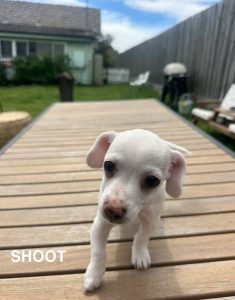 The Chihuahua Puppies! photo 3