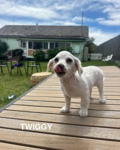 The Chihuahua Puppies! photo 2