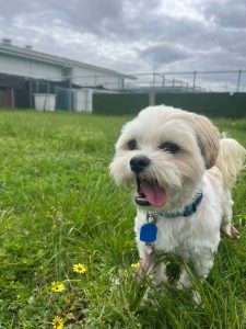 Fluffy photo 3