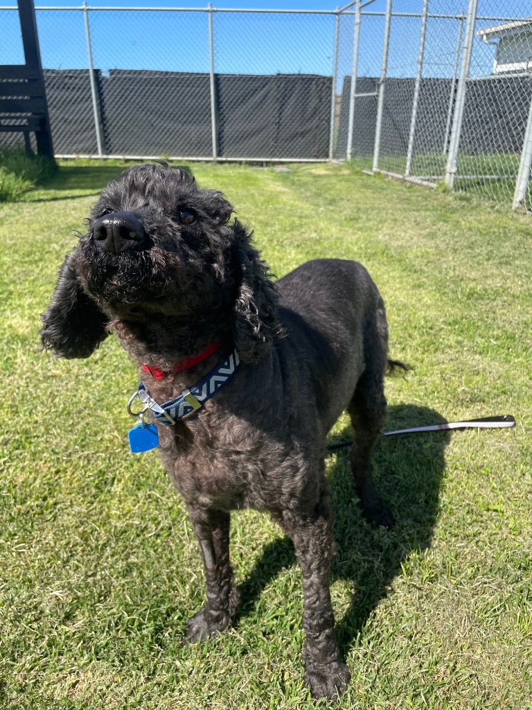 Marley