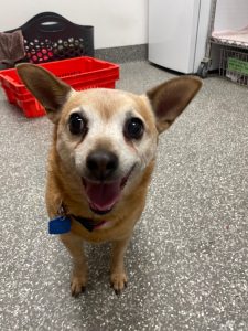 Xena and Nitro (Bonded Pair) (In Foster Care) photo 2
